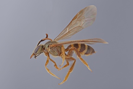 [Mexalictus anatolii female (lateral/side view) thumbnail]